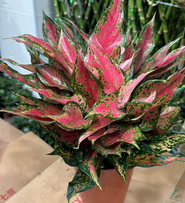 Комнатные цветы продается