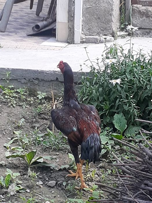 Тозза Дакан хуроз