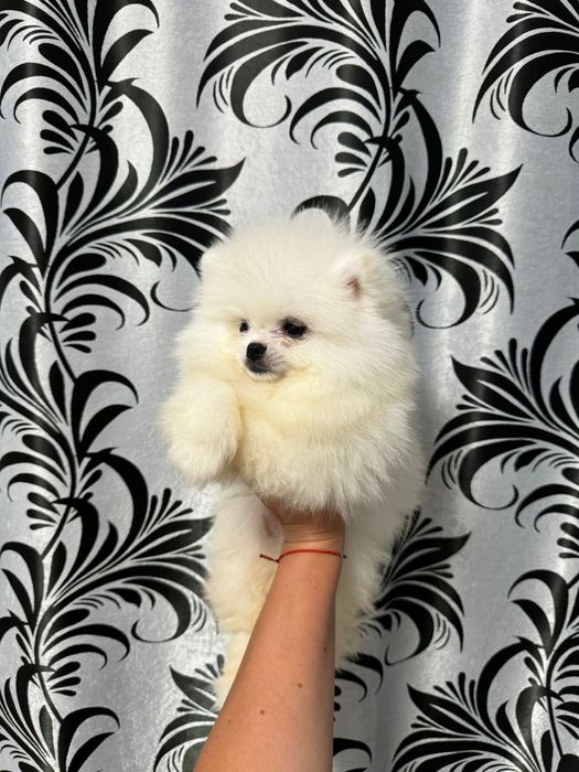 Pomeranian fetita