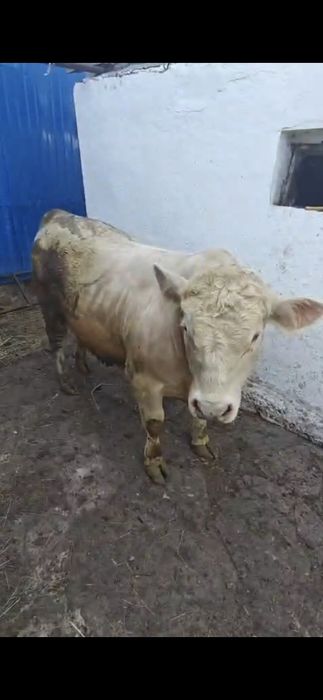 Продам быков живьём и мясом