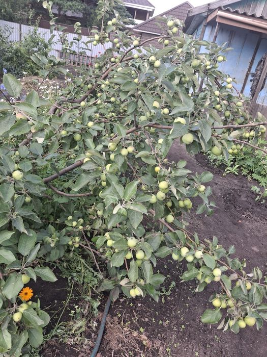 Продам дачу в с/о Буревестник