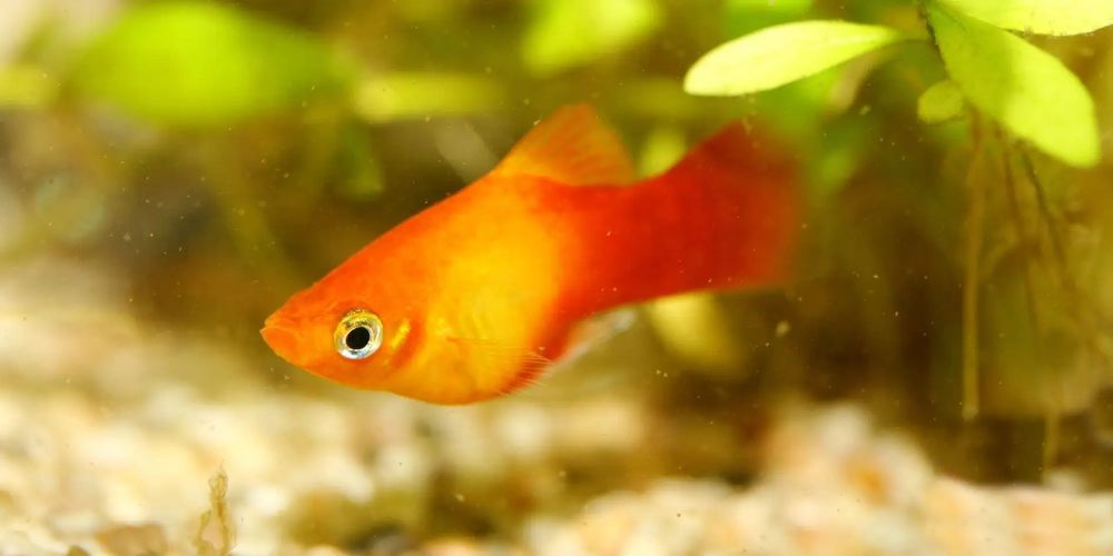 Akvarium uchun baliq Platiya
