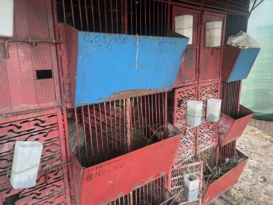 Vând cușcă de iepuri