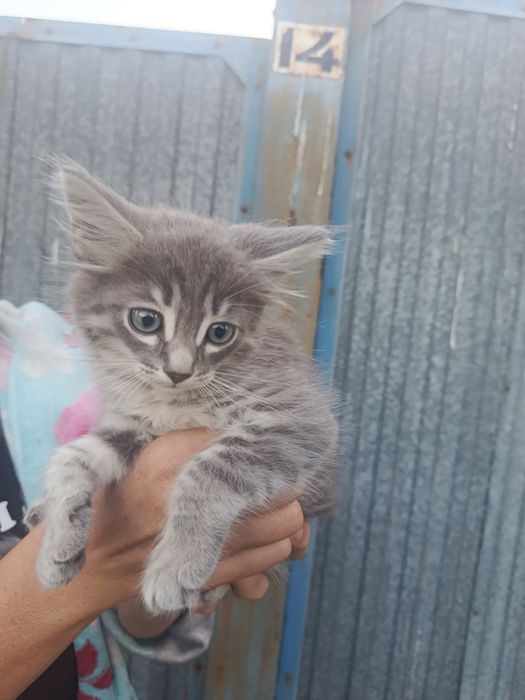 Котенок срочно в добрые руки