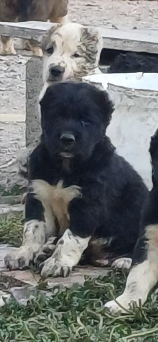 Продаются шенки алабая