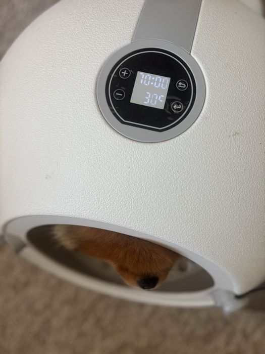 Смарт сушелня за домашни любимци