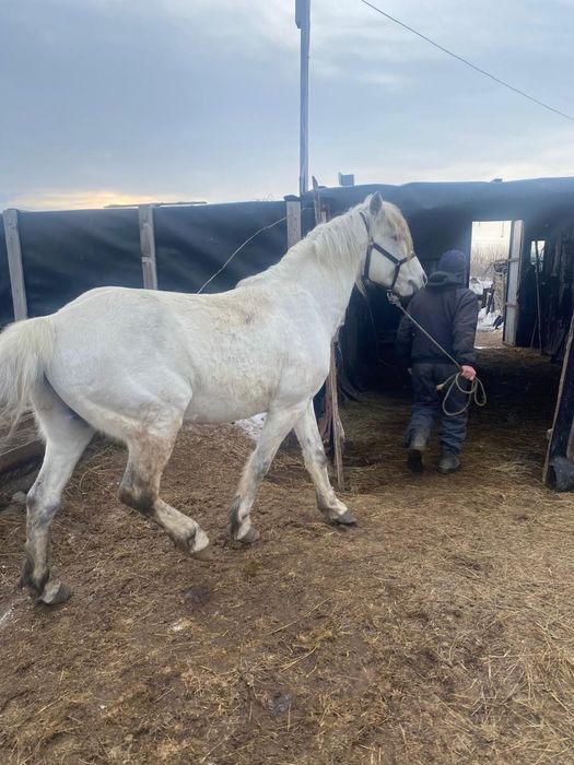 Продается жеребецов...