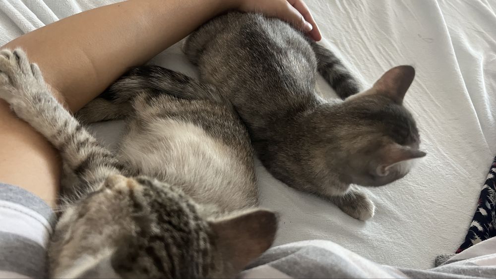 Котёнок Бесплатно