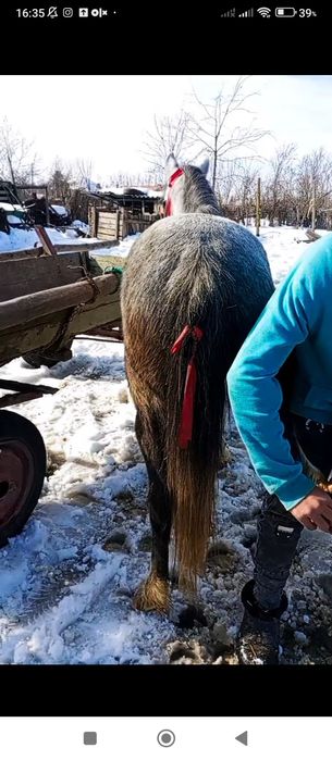 Vând sau schimb poneița