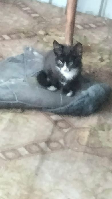 Котята ищут дом мальчишки