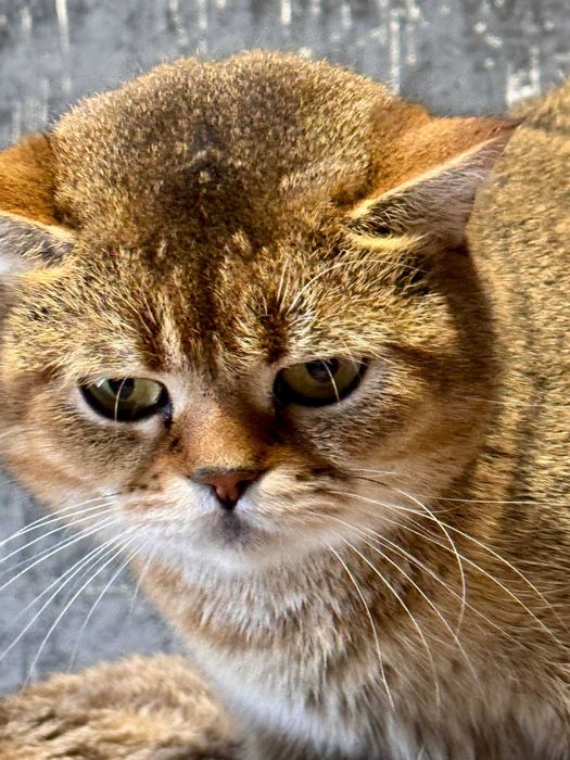 шиншилла серебро вислоушка