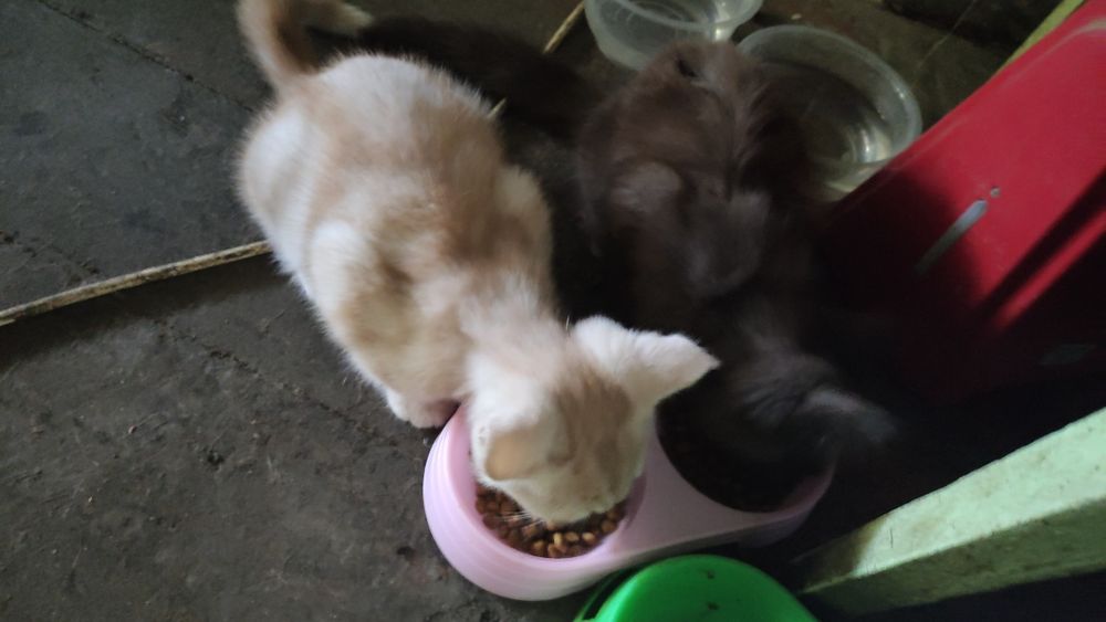 Отдаю котят в хорошие руки БЕСПЛАТНО