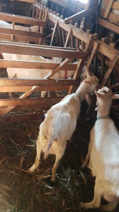 Vând sau schimb țap de rasă Sanen