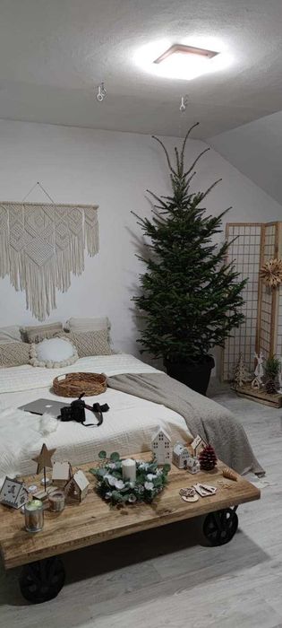 Brazi argintii soi 100% romanesc