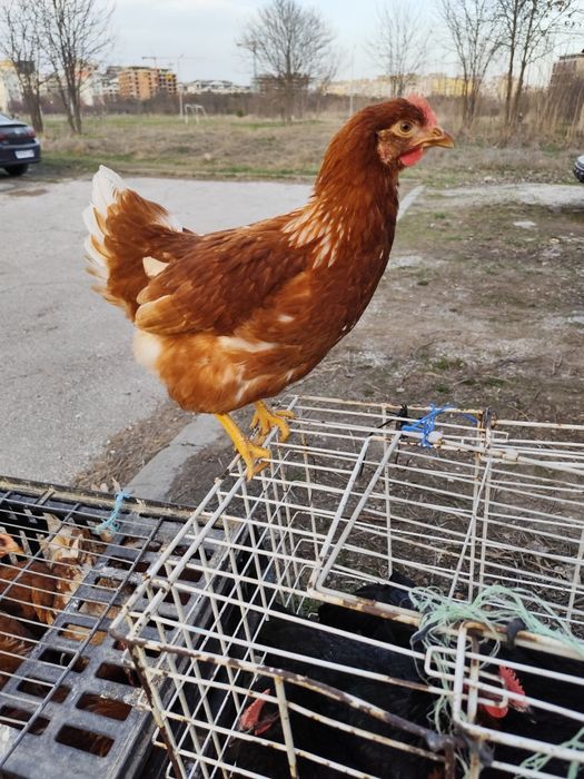 Ярки,Патки,Домашни кокошки,,Петли,Пилета кръстоска .