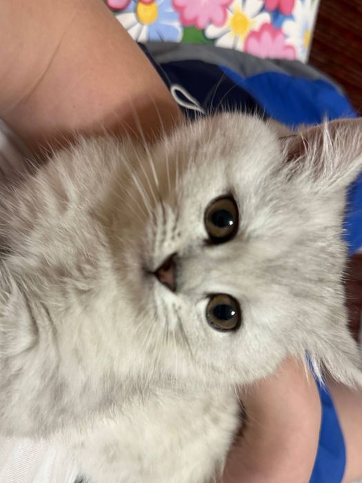 Mushuk sotiladi zotli