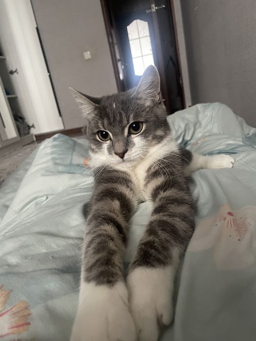 Отдам кошку бесплатно мальчик город Актобе