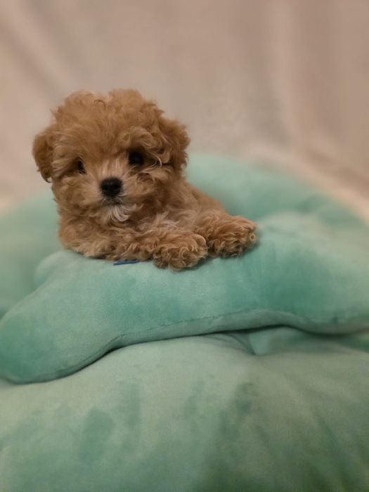 Maltipoo mini toy