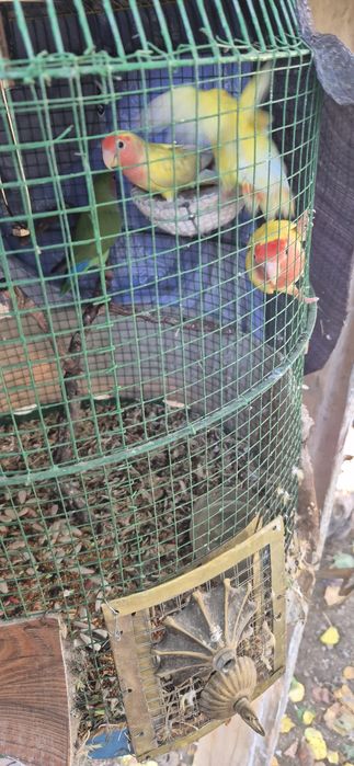 Qushlar sotilat 4 dona