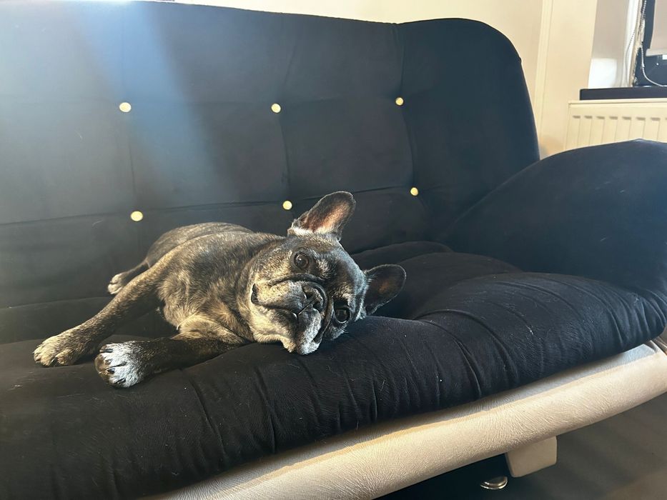 Pet Sitting/Dog Boarding