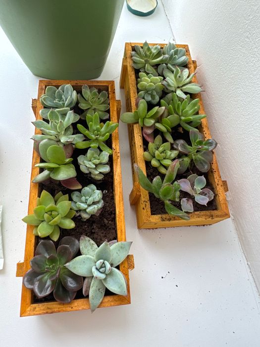 Композиция из суккулентов