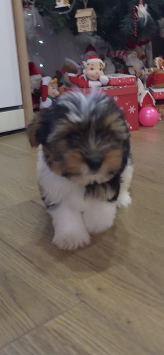 Йорки бивър териер две момчета!