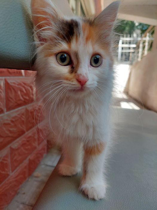 Котенок. Кошечка 1.5 мес