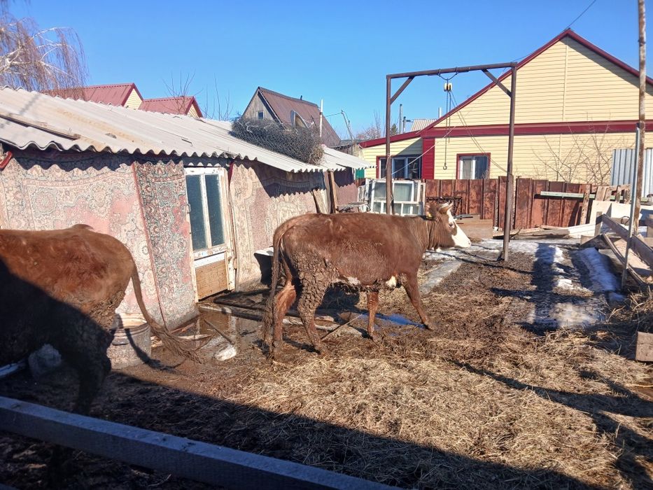 Продам корову с теленком