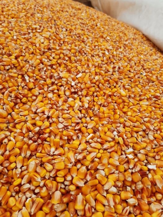 Vând porumb Havârna BT