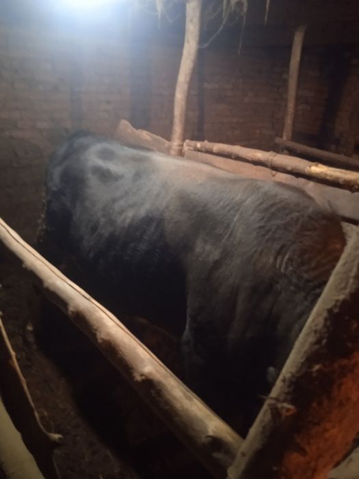 Бык,бычок животные