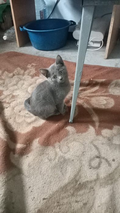 Котята ищут самых лучших родителей