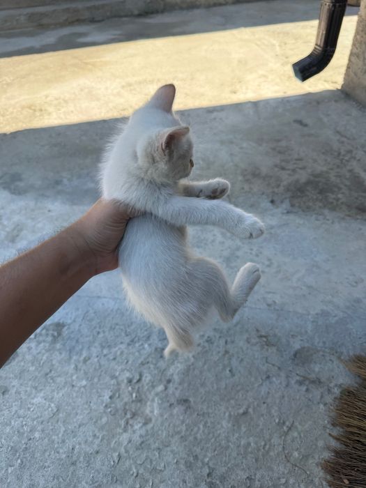 Отдам котят в добрые руки