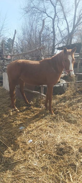 Лошади Құнан,тай, Айғыр бар
нөмір