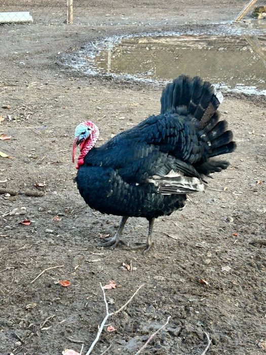 Индюки продам срочна