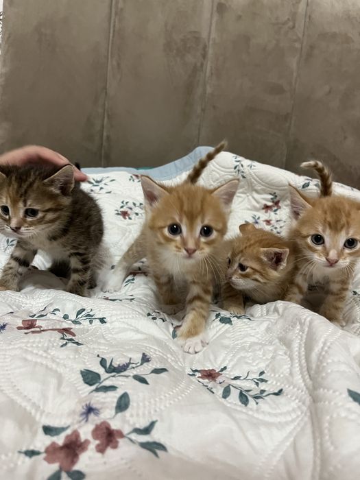 Отдам котят бесплатно
