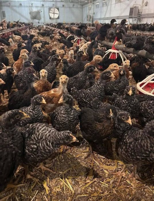 Vând puii de carne și de ouă cu livrare gratuita la Domiciliu pentru d