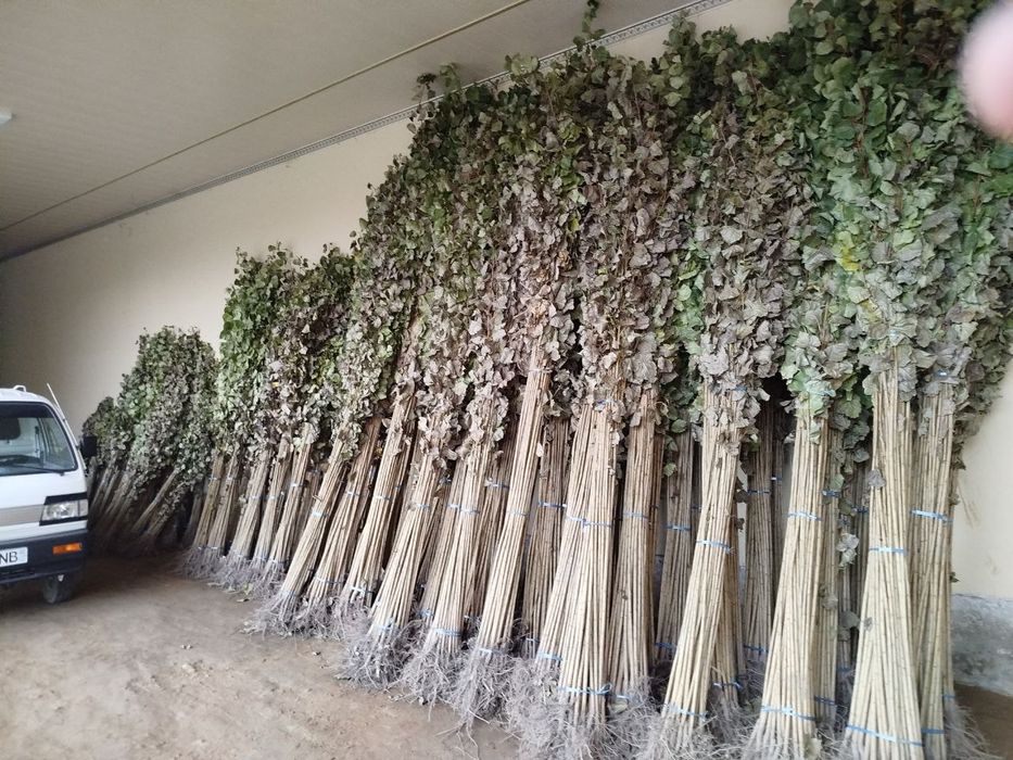 Терак кочатлари чекланмаган микдорда.