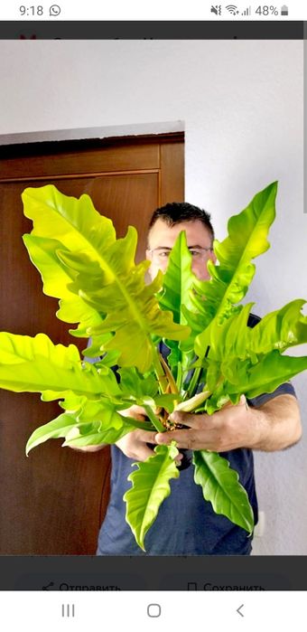 Продам филодендрон Голден Крокодил.