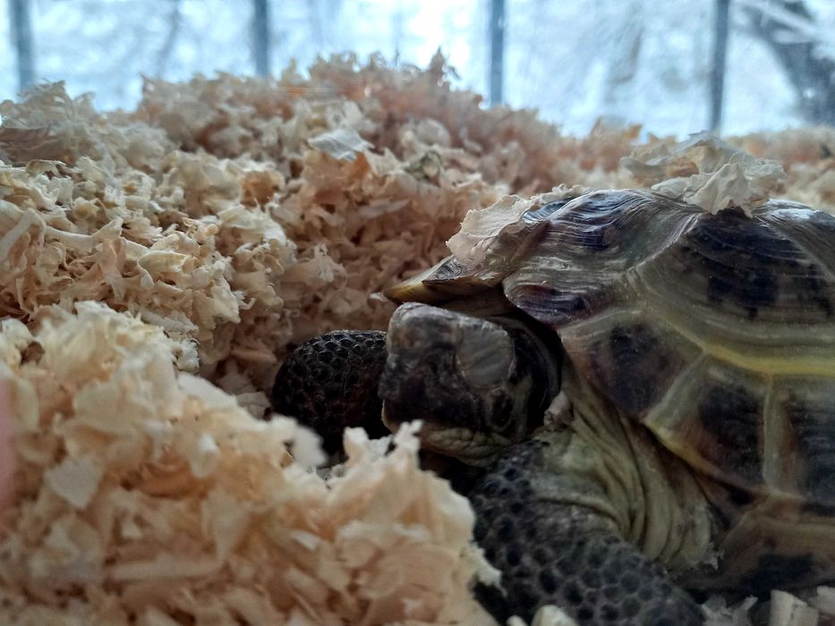 Отдам черепаху в хорошие руки