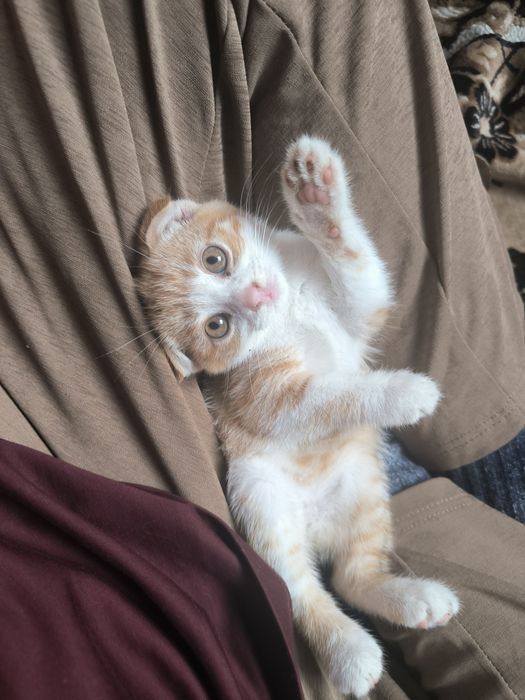 Вислоуха котята бесплатно!!!