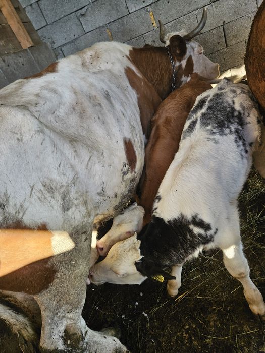 De vanzare o vaca cu doi vitei