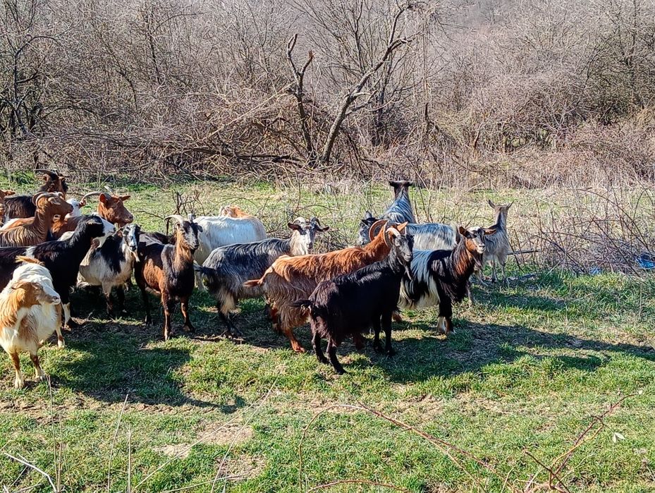 Vănd 28 de capre 18 capre cu 18 iezi sunt fătate restu urmeză să fete
