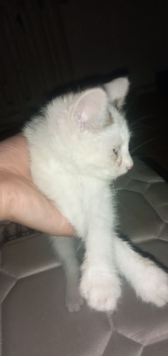Отдам котёнка 2 месяца
