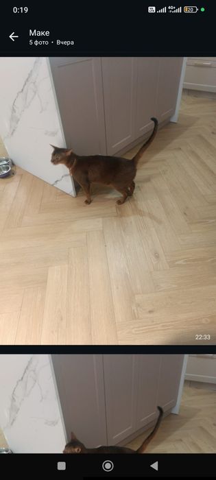 Продам кошку Абисинская
