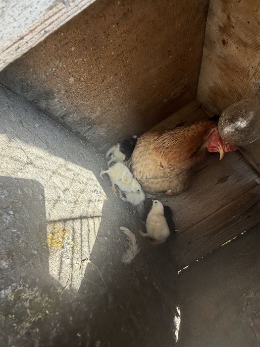 Продам курицу с цыплятами!
