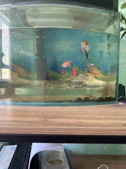 Аквариум  с рыбками