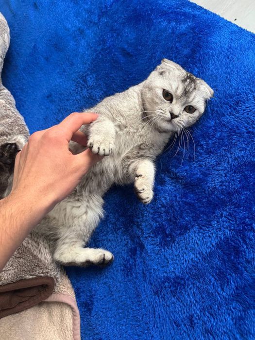 Skotish fold mushuk sotiladi. Iltimos boqish uchun oling