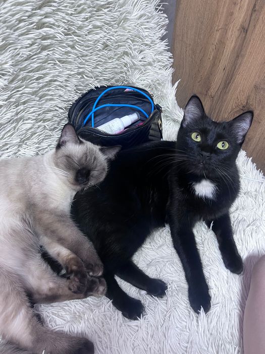 Отдам в добрые и любящие руки