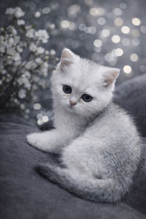 Котята британская шиншила