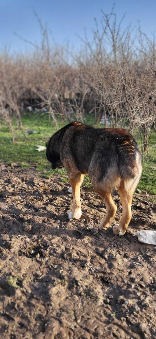 Собака алабай қазақы